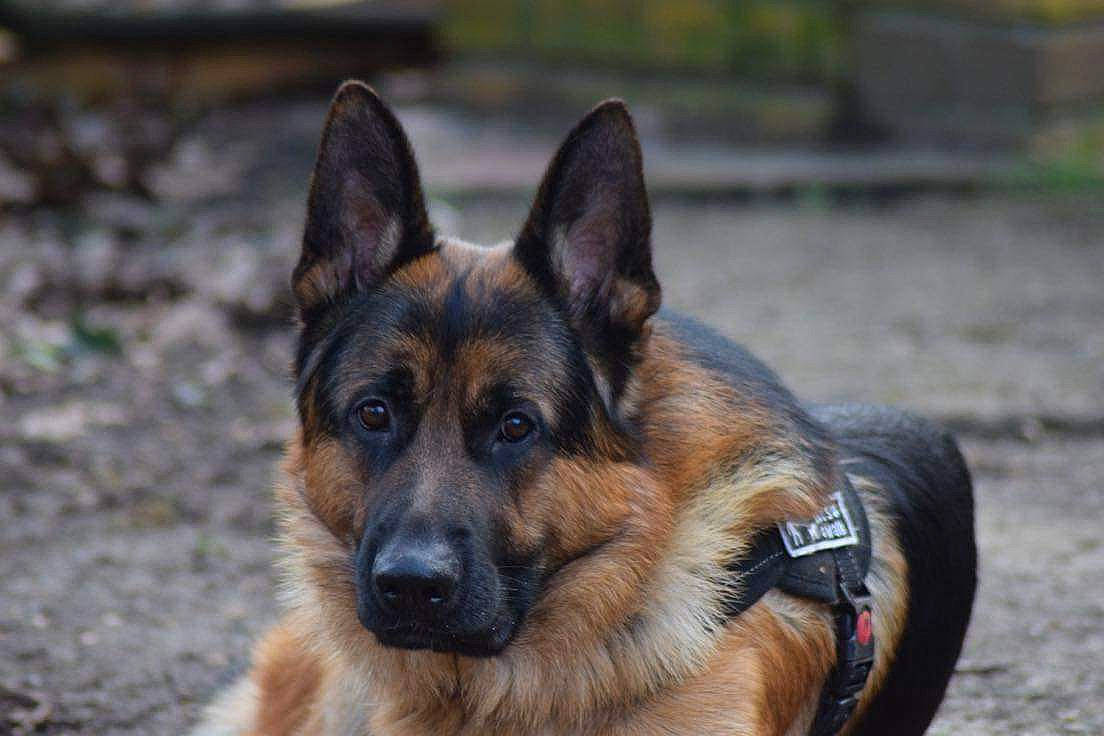 Raven a rejoint le concours — aidez-le/la à gagner de superbes lots ! canidae, carnivore, companion_dog, dog, dog_breed, fawn, german_shepherd_dog, herding_dog, king_shepherd, old_german_shepherd_dog, plant, sporting_group, terrestrial_animal, working_dog