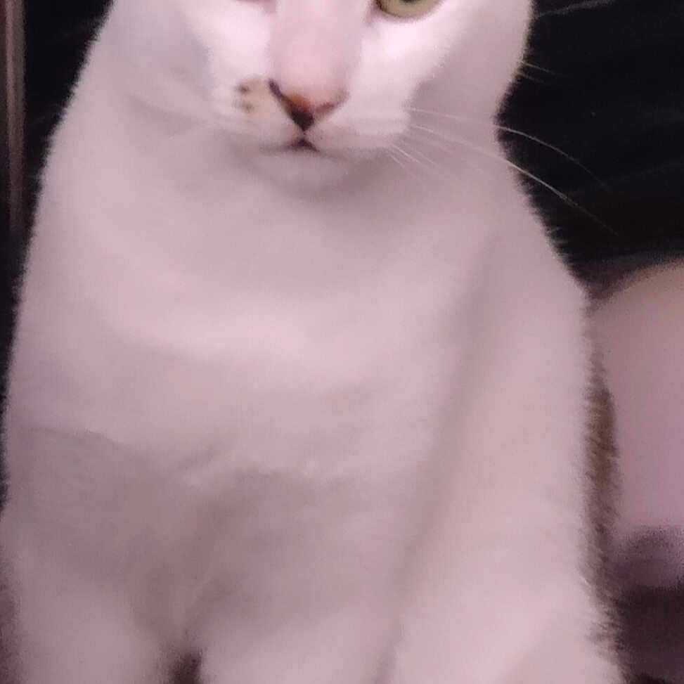 Pango