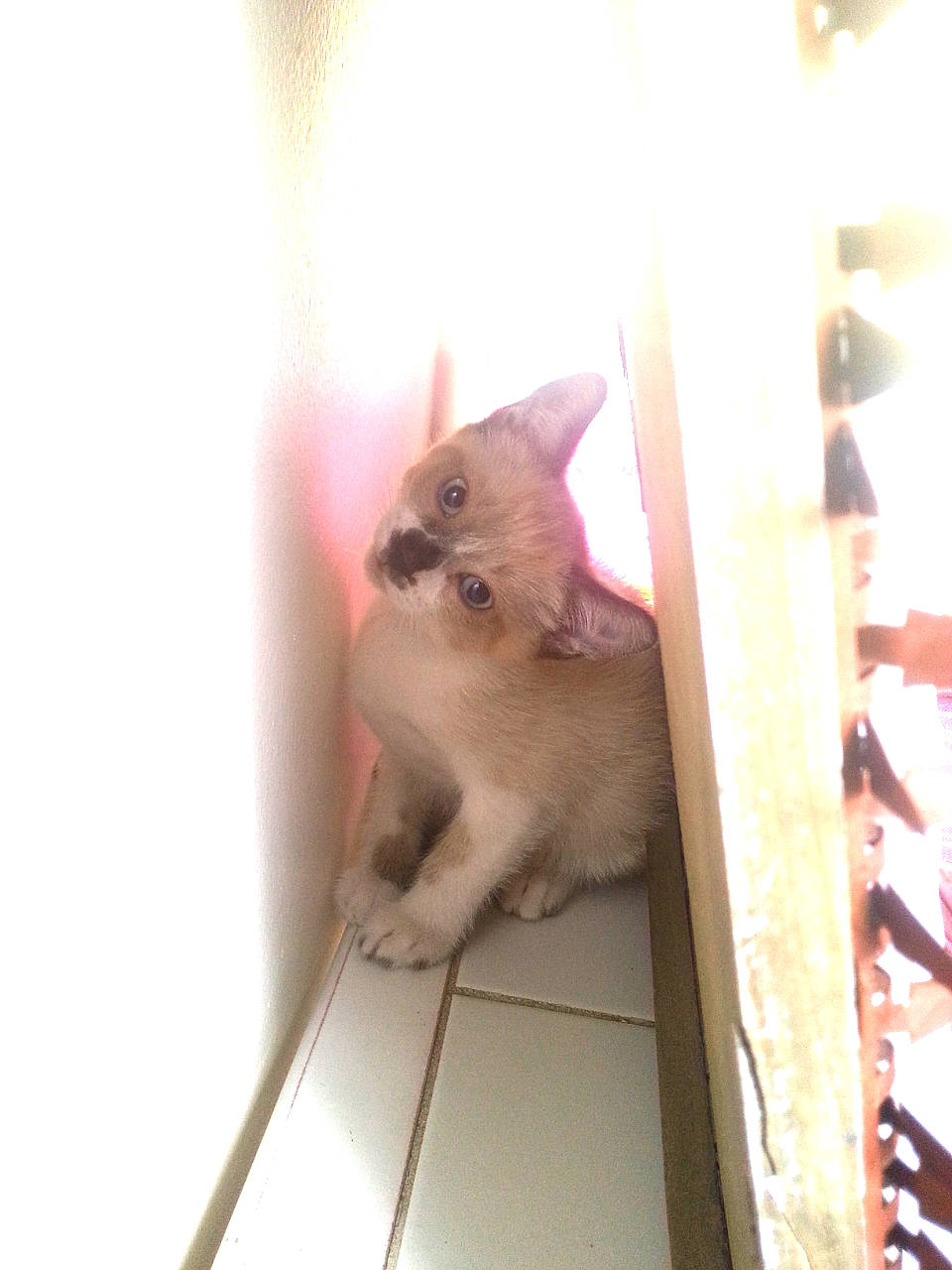 Jumpy participe au concours pour gagner de l'argent avec cette photo : balinese, birman, burmese, carnivore, cat, fawn, felidae, kitten, mammal, ojos_azules, ragdoll, small_to_medium_sized_cats, tail, tonkinese, whiskers