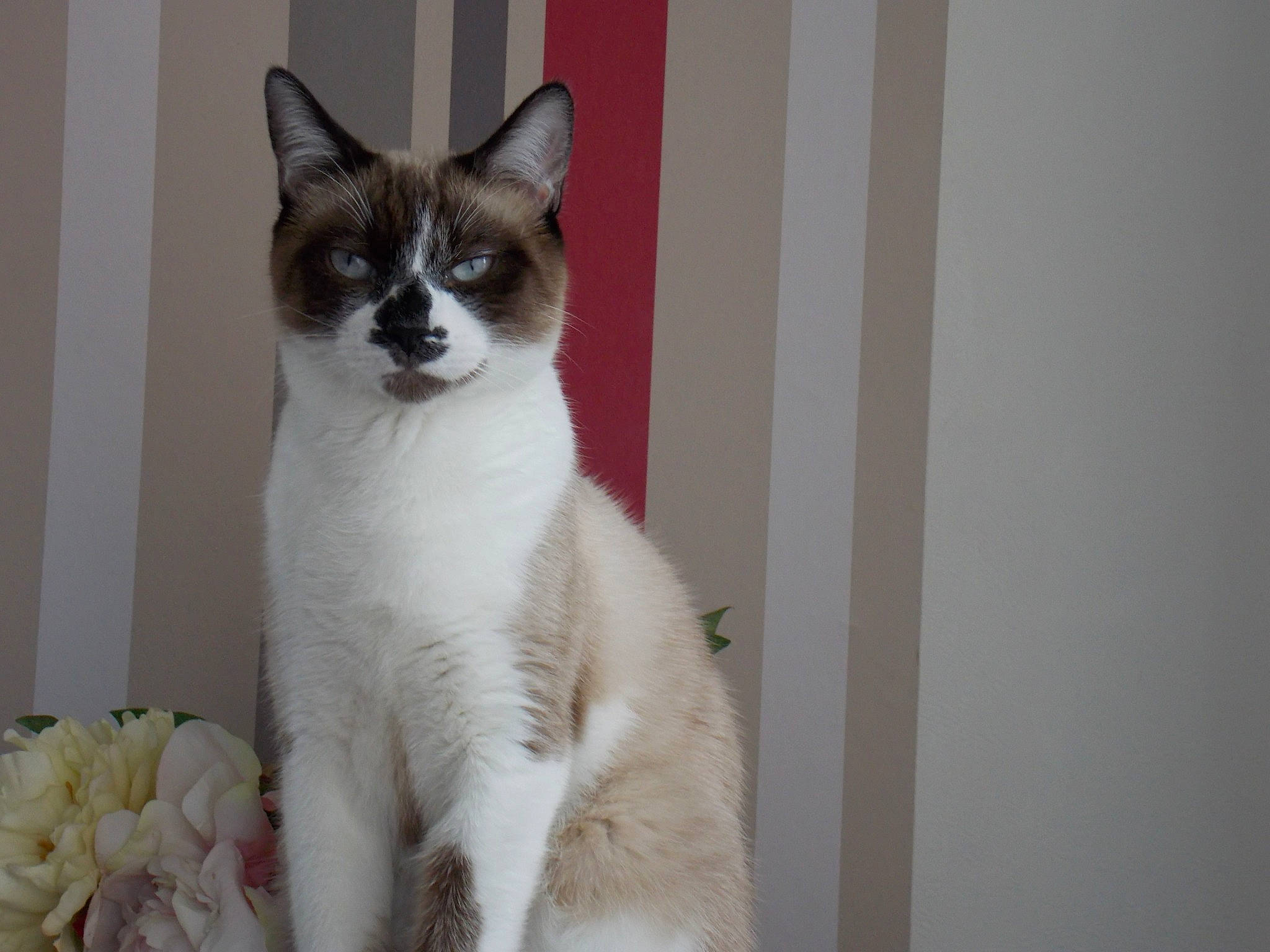 Jumpy participe au concours pour gagner de l'argent avec cette photo : aegean_cat, american_wirehair, asian, carnivore, cat, domestic_short_haired_cat, eye, felidae, fur, japanese_bobtail, kitten, mammal, ojos_azules, small_to_medium_sized_cats, snowshoe, tail, thai, vertebrate, whiskers