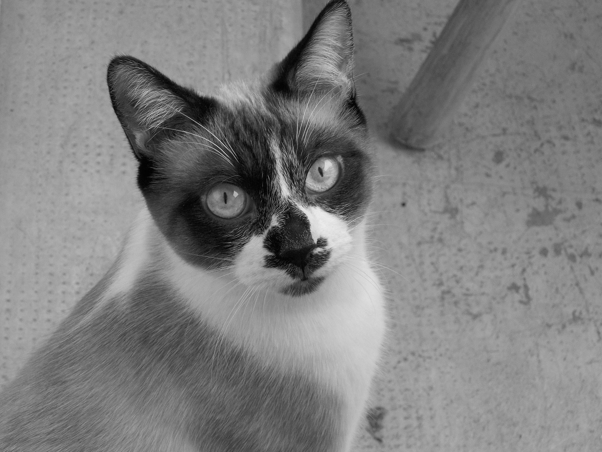 Jumpy participe au concours pour gagner de l'argent avec cette photo : aegean_cat, asian, black_and_white, carnivore, cat, domestic_short_haired_cat, eye, felidae, iris, kitten, mammal, monochrome, ojos_azules, photography, siamese, small_to_medium_sized_cats, snout, thai, whiskers, white