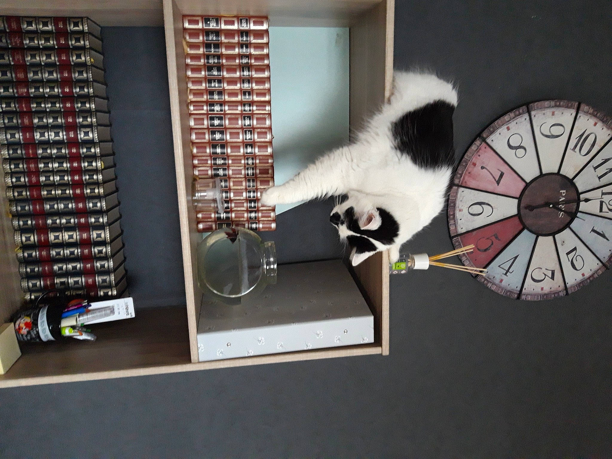 Lasagne participe au concours pour gagner de l'argent avec cette photo : bookcase, cat, felidae, furniture, interior_design, room, small_to_medium_sized_cats