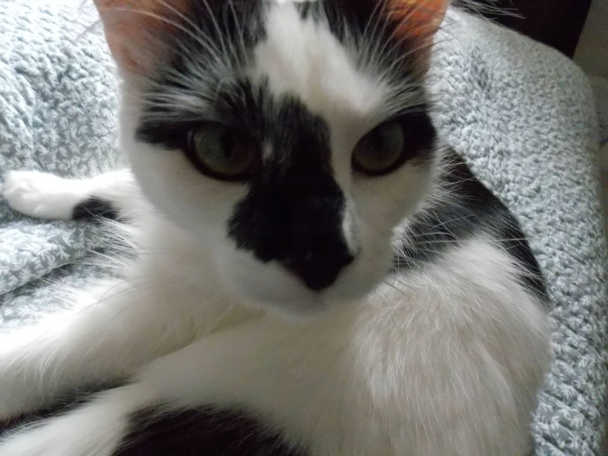 Lasagne participe au concours pour gagner de l'argent avec cette photo : aegean_cat, black_and_white, carnivore, cat, domestic_short_haired_cat, ear, european_shorthair, eye, felidae, fur, kitten, mammal, nose, photography, polydactyl_cat, sky, small_to_medium_sized_cats, snout, tail, whiskers