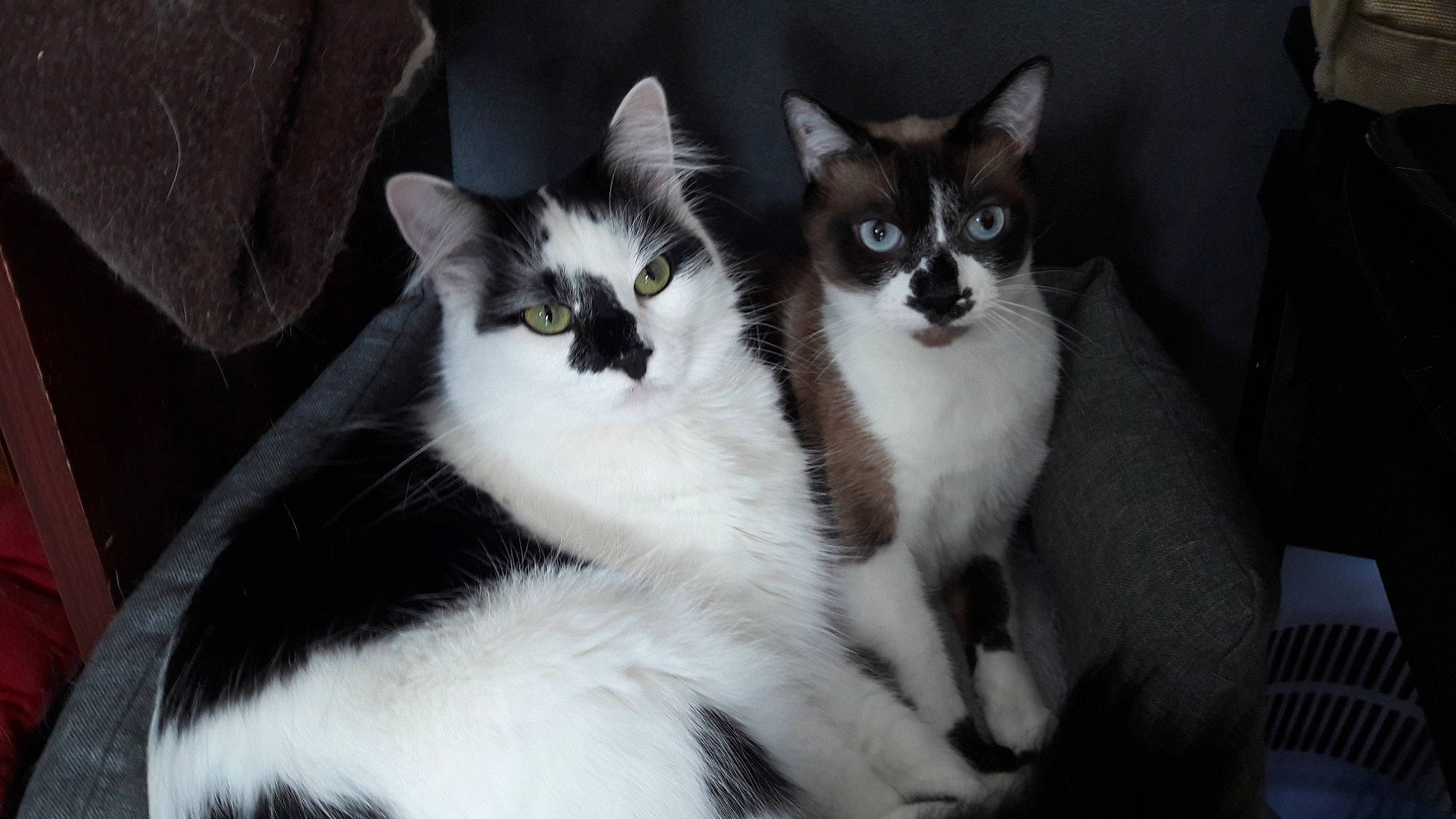 Lasagne participe au concours pour gagner de l'argent avec cette photo : aegean_cat, american_wirehair, asian, black_and_white, carnivore, cat, domestic_short_haired_cat, european_shorthair, felidae, fur, japanese_bobtail, kitten, mammal, norwegian_forest_cat, polydactyl_cat, small_to_medium_sized_cats, vertebrate, whiskers