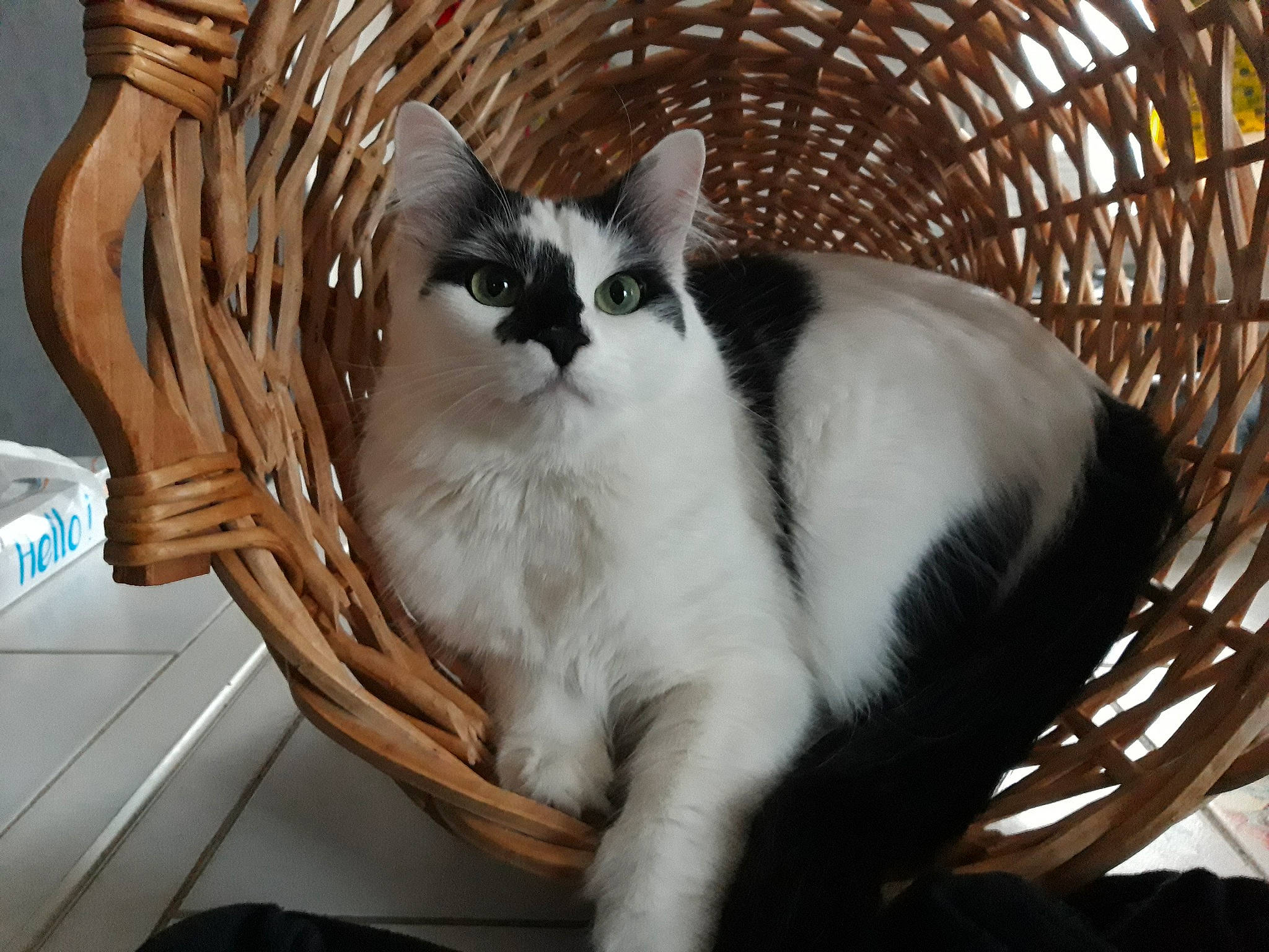 Lasagne a rejoint le concours — aidez-le/la à gagner de superbes lots ! aegean_cat, american_wirehair, asian, carnivore, cat, domestic_short_haired_cat, felidae, mammal, norwegian_forest_cat, small_to_medium_sized_cats, snowshoe, tail, tonkinese, whiskers