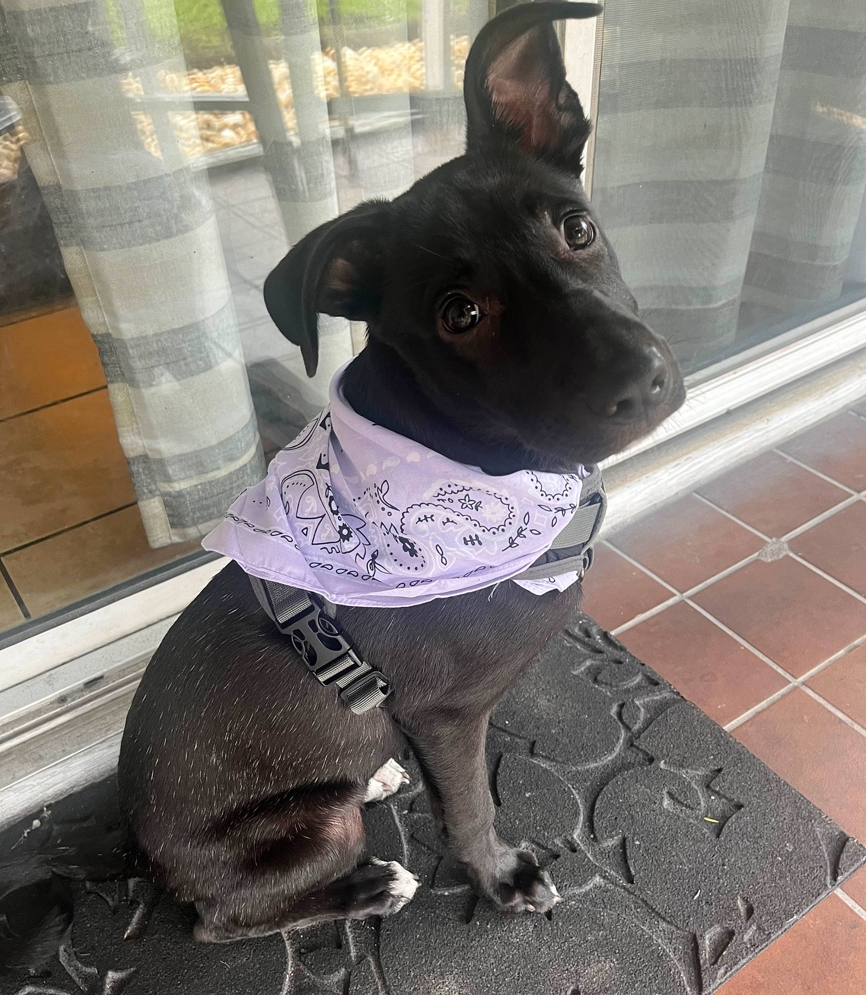 Gunnar is registered to the contest to win money with this photo: carnivore, collar, companion_dog, dog, dog_breed, dog_collar, dog_supply, fashion_accessory, fawn, grey, leash, metal, pet_supply, sleeve, snout, sporting_group, toy_dog, whiskers, window, working_animal