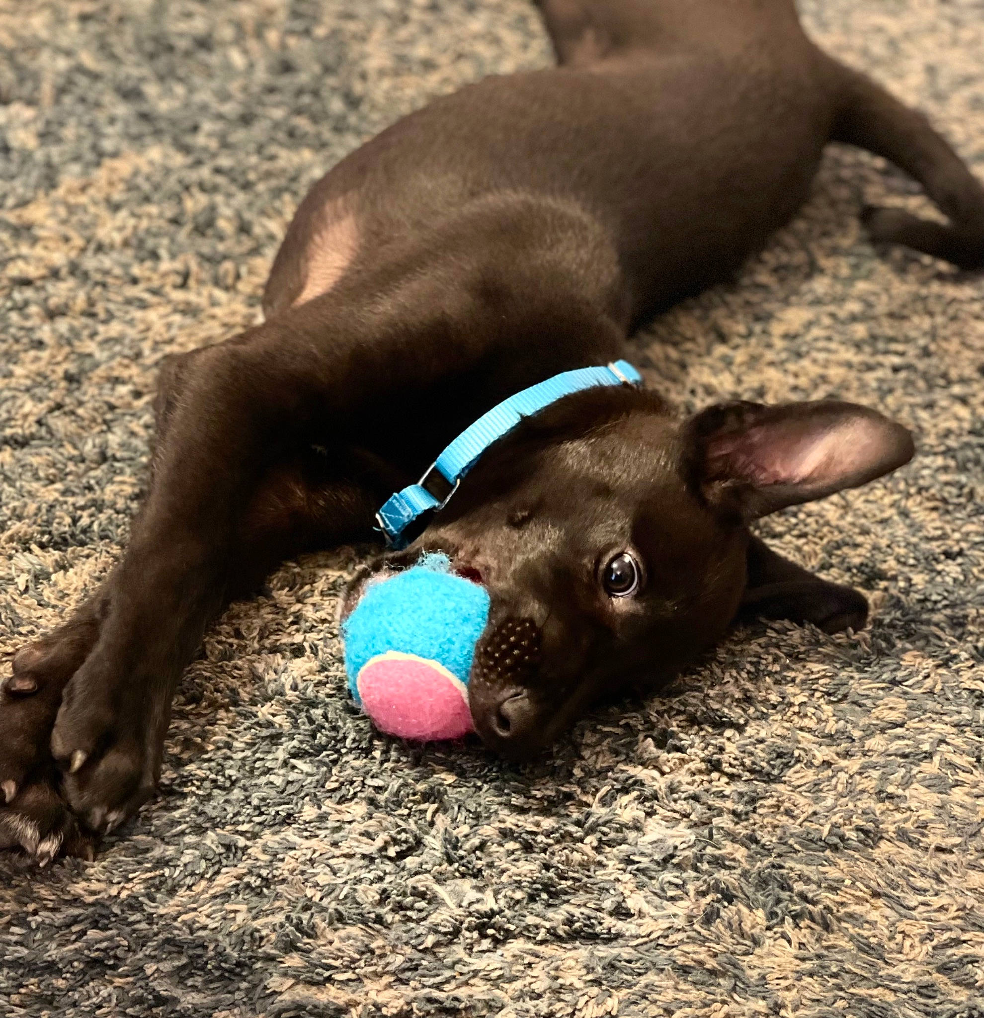 Gunnar joined the competition — help win amazing prizes! carnivore, collar, companion_dog, dog, dog_breed, dog_collar, electric_blue, fashion_accessory, fawn, grass, liver, mammal, paw, snout, soil, tail, terrestrial_animal, vertebrate, whiskers, working_animal