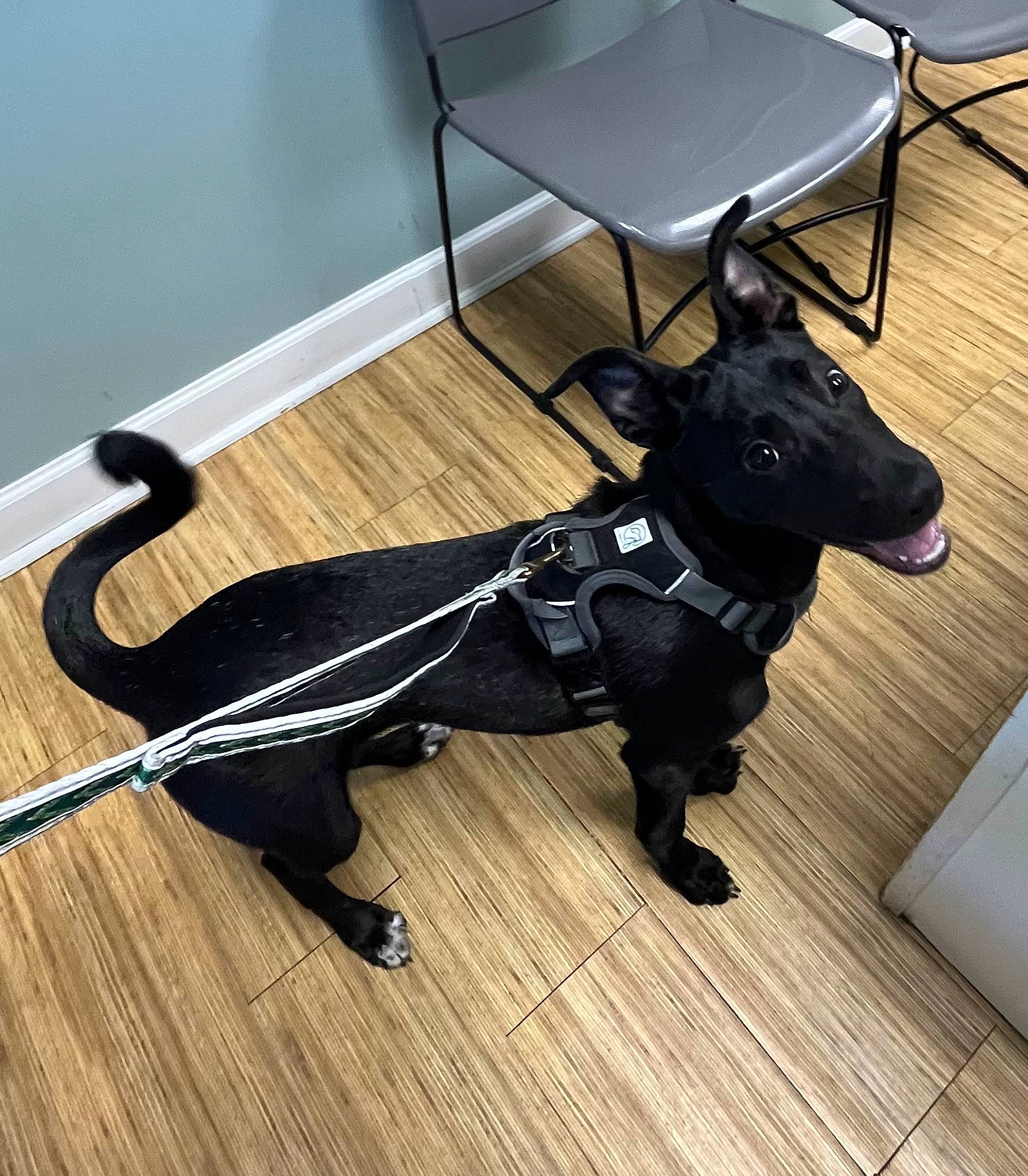 Gunnar joined the competition — help win amazing prizes! canidae, carnivore, chair, collar, companion_dog, dog, dog_breed, dog_collar, dog_supply, floor, flooring, hardwood, leash, personal_protective_equipment, pet_supply, snout, sporting_group, tail, wood, working_animal