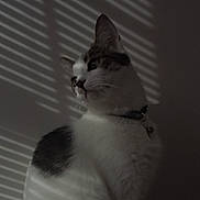 Chibi joined the competition — help win amazing prizes! animal, black_spots, calm, cat, collar, curled_tail, domestic, feline, fur, indoor, light_stripes, pet, portrait, quiet, shadow, side_view, soft_light, whiskers, white_fur, window_blinds