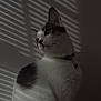 animal, black_spots, calm, cat, collar, curled_tail, domestic, feline, fur, indoor, light_stripes, pet, portrait, quiet, shadow, side_view, soft_light, whiskers, white_fur, window_blinds