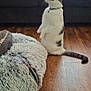 Chibi is registered to the contest to win money with this photo: cat, collar, comfortable, couch, curtain, domestic_cat, floor, fluffy, furniture, gray_cat, home, indoor, living_room, pet, pet_bed, pillows, side_view, sitting, white_cat, wooden_floor