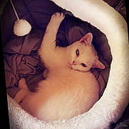 Sugar is registered to the contest to win money with this photo: animal, bed, blue_eyes, cat, comfort, cozy, cute, feline, fluffy, furry, indoor, kitten, paw, pet, relaxed, resting, small, soft, toy, warm