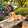 bench, dog, flowers, fluffy, garden, greenery, hydrangeas, lake, lavender, lying_down, nature, outdoor, pathway, pet, portrait, potted_plant, rustic, small_dog, sunlight, wooden_bench