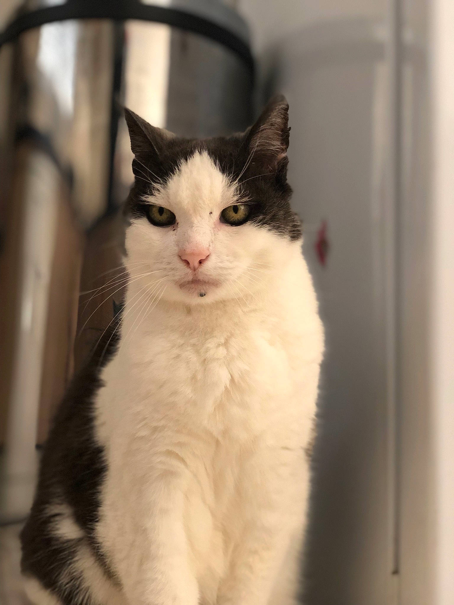 Arthur a rejoint le concours — aidez-le/la à gagner de superbes lots ! aegean_cat, american_wirehair, black_and_white, carnivore, cat, domestic_short_haired_cat, eye, felidae, japanese_bobtail, kitten, mammal, ojos_azules, polydactyl_cat, small_to_medium_sized_cats, turkish_angora, turkish_van, vertebrate, whiskers, window