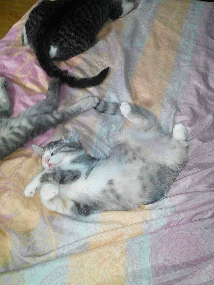 Calico participe au concours pour gagner de l'argent avec cette photo : american_shorthair, canidae, carnivore, cat, dog_breed, egyptian_mau, european_shorthair, felidae, kitten, mammal, small_to_medium_sized_cats, tail