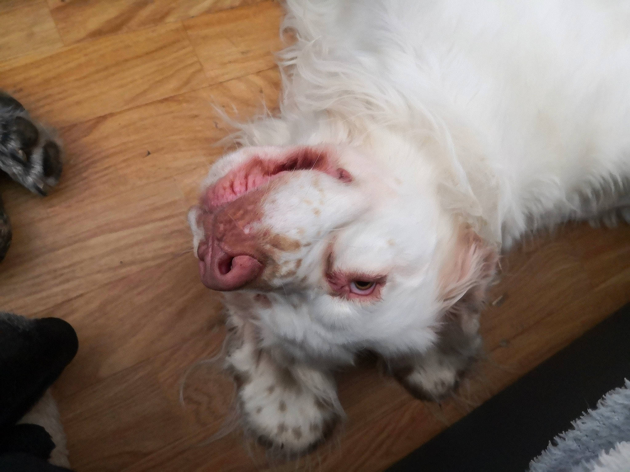 Naïko participe au concours pour gagner de l'argent avec cette photo : bolonka, canidae, carnivore, clumber_spaniel, companion_dog, dog, dog_breed, ear, lagotto_romagnolo, maltese, mammal, non_sporting_group, nose, puppy, puppy_love, rare_breed_dog, shih_tzu, spinone_italiano, sporting_group, vertebrate