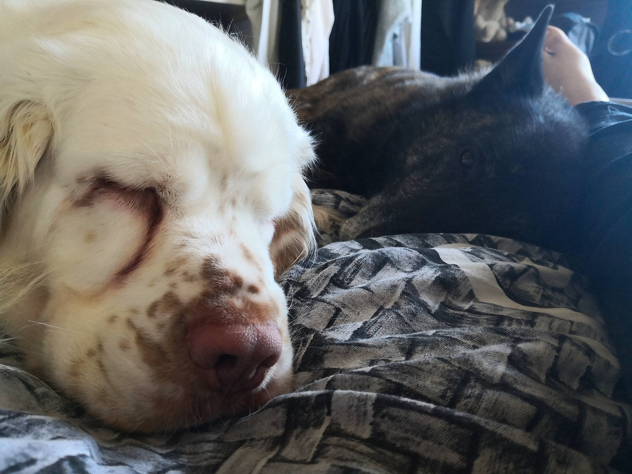 Naïko a rejoint le concours — aidez-le/la à gagner de superbes lots ! canidae, carnivore, clumber_spaniel, dog, dog_breed, ear, english_setter, fur, nap, non_sporting_group, nose, pit_bull, pointer, puppy, puppy_love, retriever, sleep, snout, sporting_group, whiskers