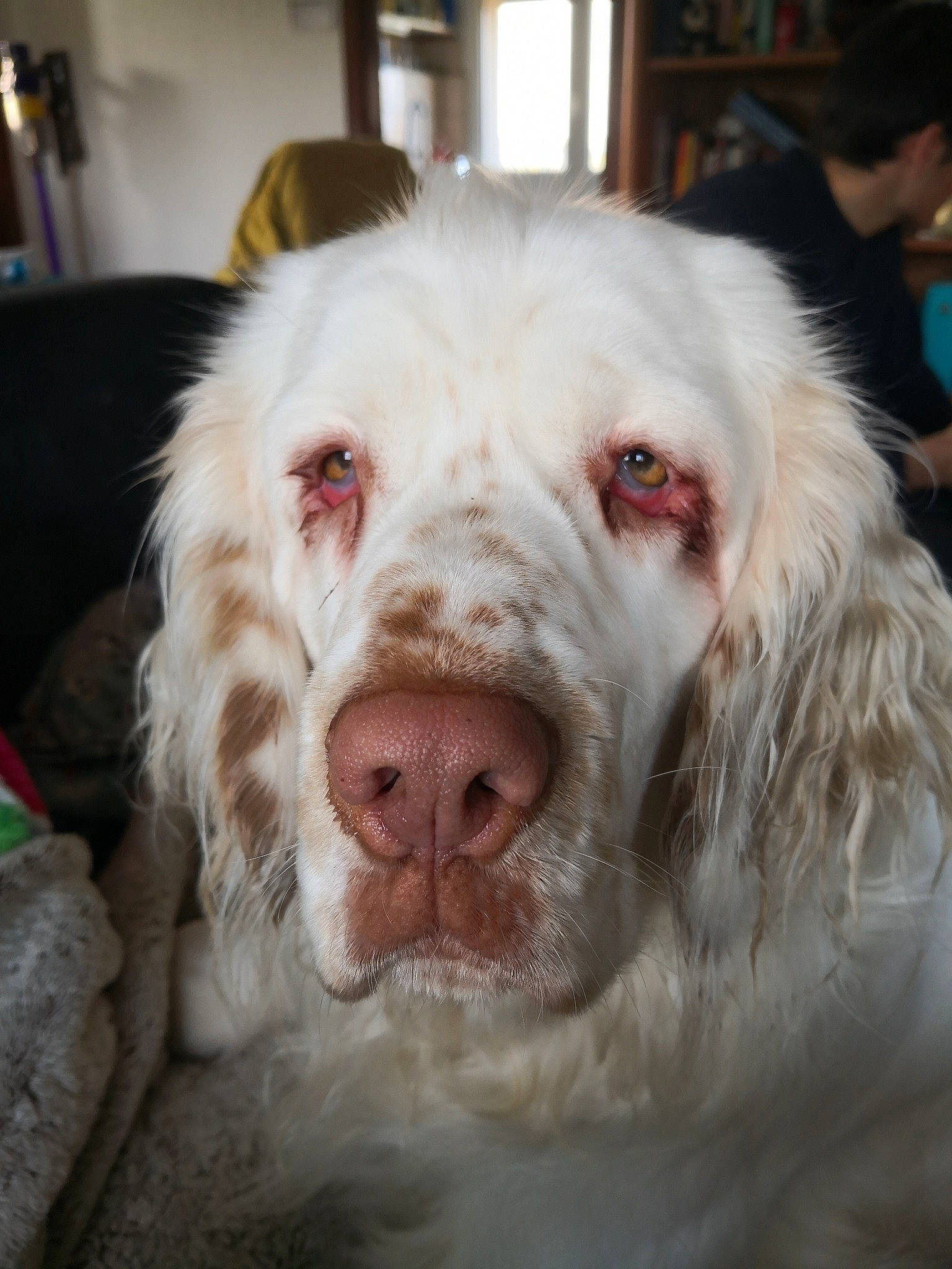 Naïko a rejoint le concours — aidez-le/la à gagner de superbes lots ! canidae, carnivore, clumber_spaniel, companion_dog, dog, dog_breed, english_setter, fur, mammal, nose, rare_breed_dog, retriever, setter, snout, spaniel, sporting_group, vertebrate