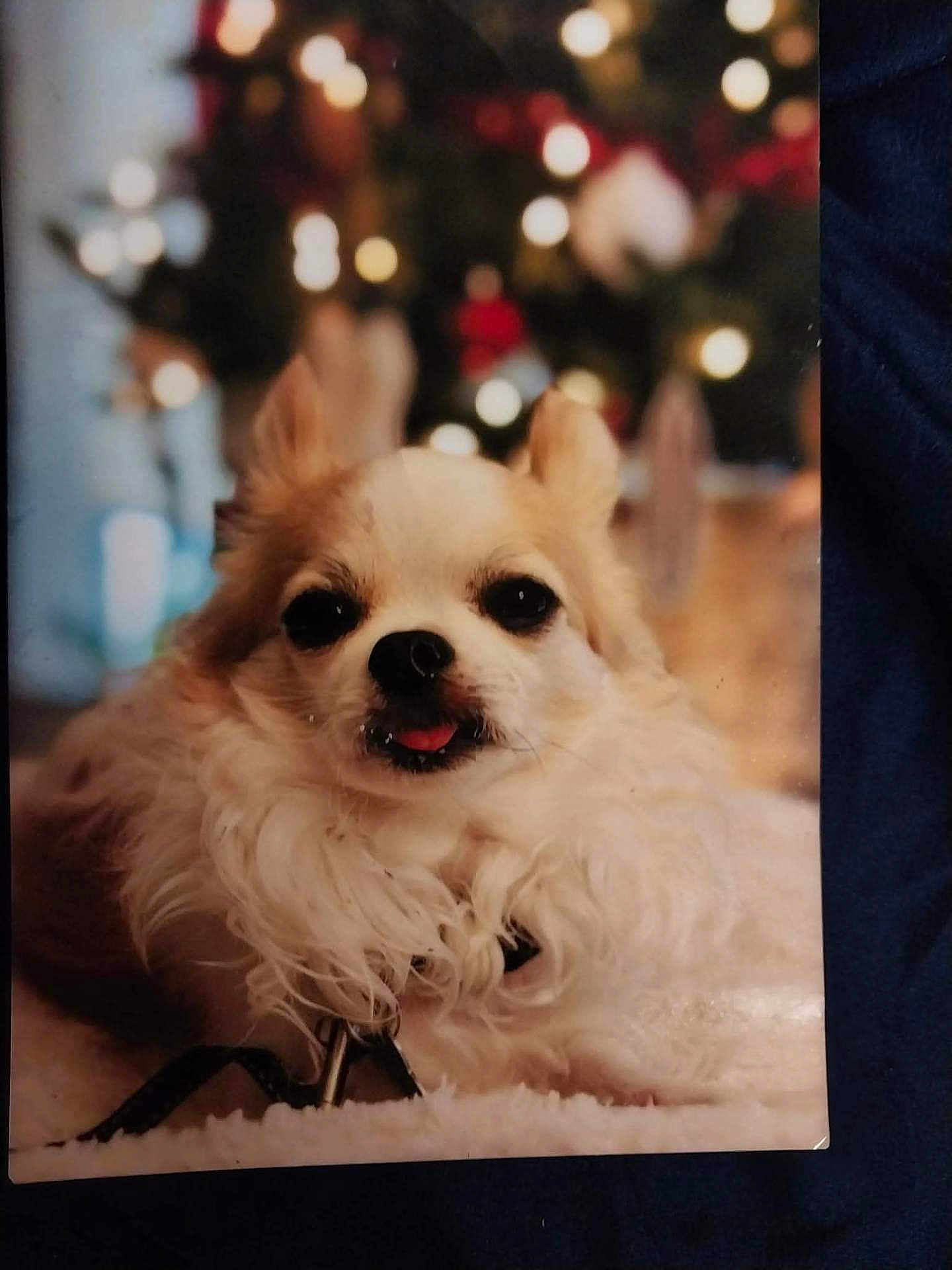 Jojo joined the competition — help win amazing prizes! dog, small_dog, fluffy, cute, pet, indoor, closeup, face, fur, tongue, resting, holiday_lights, bokeh, warm_light, cozy, animal, companion, cute_pet, domestic_animal, relaxed