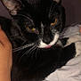 Dash is registered to the contest to win money with this photo: cat, black_and_white, pet, animal, whiskers, close_up, yellow_eyes, resting, blanket, hand, fur, indoor, cute, domestic_cat, feline, relaxed, tongue_out, cozy, comfort, sleepy
