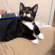 Dash is registered to the contest to win money with this photo: cat, tuxedo_cat, pet, indoor, lap, person, yellow_eyes, black_and_white, feline, curious, sitting, paw, ears, whiskers, phone, lighter, casual, home, wall, human