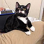 cat, tuxedo_cat, pet, indoor, lap, person, yellow_eyes, black_and_white, feline, curious, sitting, paw, ears, whiskers, phone, lighter, casual, home, wall, human