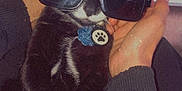 Dash is registered to the contest to win money with this photo: accessory, animal, black_and_white, cat, closeup, collar, cozy, cute, domestic, fashion, feline, hand, indoor, person, pet, portrait, relaxed, resting, sunglasses, tag