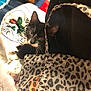 Dash joined the competition — help win amazing prizes! cat, black_and_white, leopard_print, bag, curious, pet, indoor, cozy, feline, animal, whiskers, ears, face, looking, soft_light, fabric, pattern, domestic, cute, resting