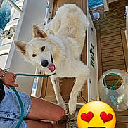 Bounty a rejoint le concours — aidez-le/la à gagner de superbes lots ! dog, white_dog, boat, deck, water, leash, person, denim_shorts, sneakers, happy, tongue_out, fluffy_fur, outdoor, summer, vacation, pet, animal, resting, smiling, sea
