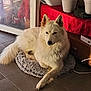 Bounty a rejoint le concours — aidez-le/la à gagner de superbes lots ! dog, white_dog, fluffy, indoor, floor, rug, plant, pot, table, red_tablecloth, glass_door, sunlight, tile_floor, pet, animal, relaxing, cozy, domestic, fur, canine