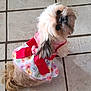 Chewy is registered to the contest to win money with this photo: dog, pet, clothing, dress, bow, floor, tile, cute, fluffy, small_dog, looking_up, indoor, animal, adorable, costume, pink, red, pattern, heart, fur