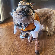 Chewy is registered to the contest to win money with this photo: dog, costume, glasses, hat, wooden_floor, indoor, kitchen, cabinet, flooring, pet, canine, brown, plush_toy, funny, portrait, animal, small_dog, clothing, cute, standing