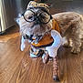 dog, costume, glasses, hat, wooden_floor, indoor, kitchen, cabinet, flooring, pet, canine, brown, plush_toy, funny, portrait, animal, small_dog, clothing, cute, standing