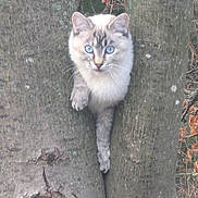 Pearl joined the competition — help win amazing prizes! alert, animal, bark, blue_eyes, branch, cat, climbing, crevice, curious, forest, fur, mammal, nature, outdoor, pet, playful, tree, whiskers, wildlife, wood