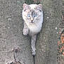 alert, animal, bark, blue_eyes, branch, cat, climbing, crevice, curious, forest, fur, mammal, nature, outdoor, pet, playful, tree, whiskers, wildlife, wood