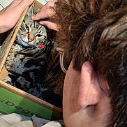 Vaïana a rejoint le concours — aidez-le/la à gagner de superbes lots ! cardboard_box, cat, close_up, collar, content, cozy, curly_hair, domestic_animal, fur, glasses, hand, indoor, person, petting, relaxed, snug, tabby_cat, tiled_floor, whiskers, wooden_table