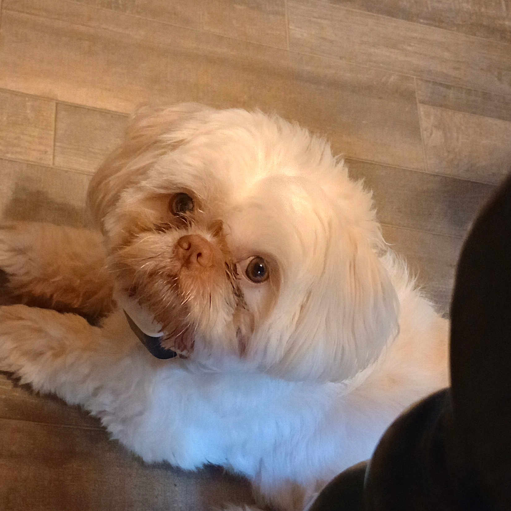 Mr Charlie is registered to the contest to win money with this photo: animal, canine, closeup, companion, curious, cute, dog, domestic, floor, fluffy, friendly, fur, indoor, looking_up, lying_down, pet, portrait, small_dog, white_dog, wooden_floor