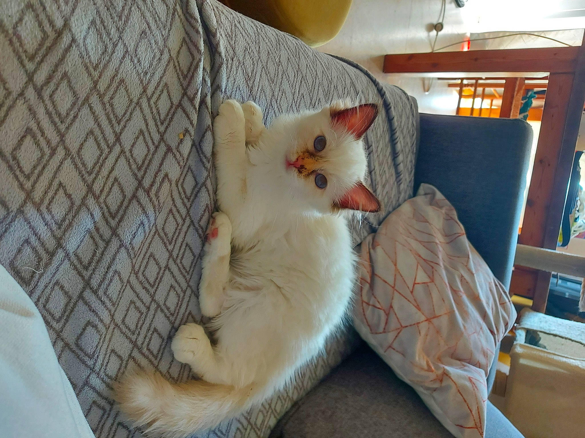 Saki a rejoint le concours — aidez-le/la à gagner de superbes lots ! bed, bookcase, carnivore, cat, comfort, companion_dog, couch, domestic_short_haired_cat, fawn, felidae, fur, furniture, lamp, linens, room, small_to_medium_sized_cats, tail, textile, whiskers, wood