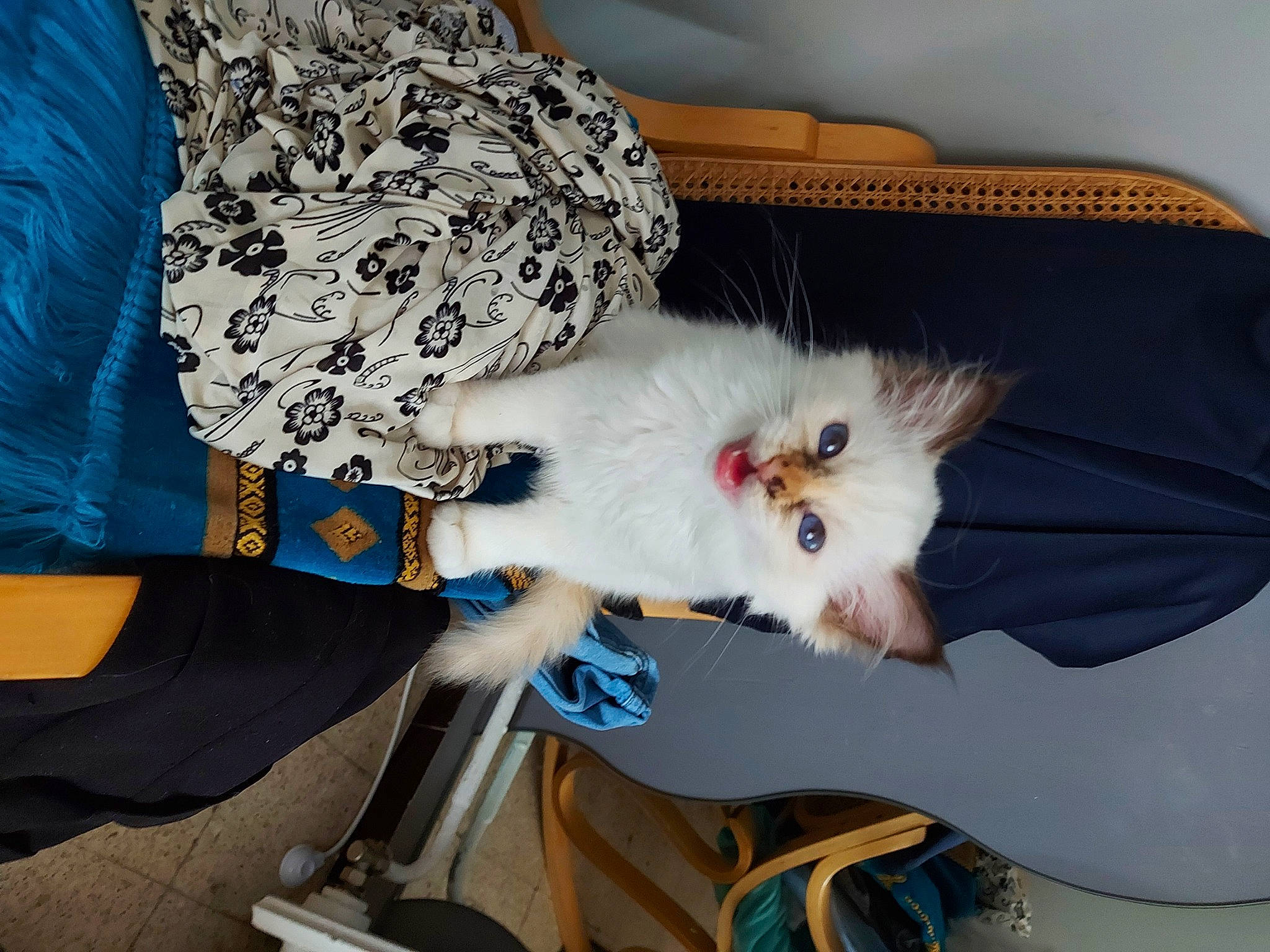 Saki a rejoint le concours — aidez-le/la à gagner de superbes lots ! blue, carnivore, cat, chair, comfort, companion_dog, couch, dog_breed, domestic_short_haired_cat, drawer, fawn, felidae, foot, fur, paw, ragdoll, small_to_medium_sized_cats, tail, whiskers, wood