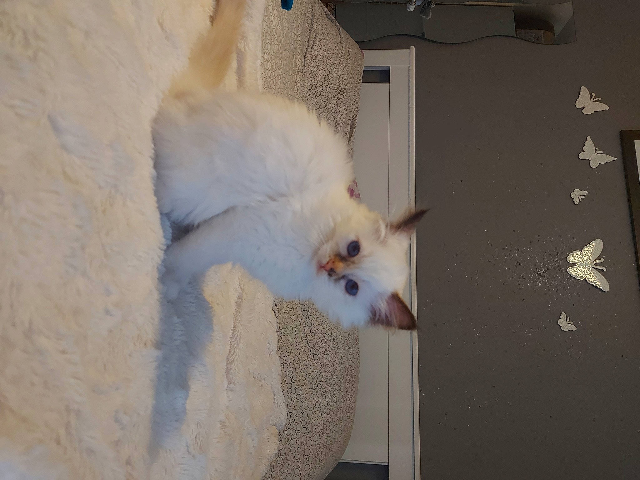 Saki a rejoint le concours — aidez-le/la à gagner de superbes lots ! carnivore, cat, chair, comfort, domestic_short_haired_cat, fawn, felidae, flooring, fur, paw, plaster, ragdoll, room, small_to_medium_sized_cats, tail, whiskers, window, wood