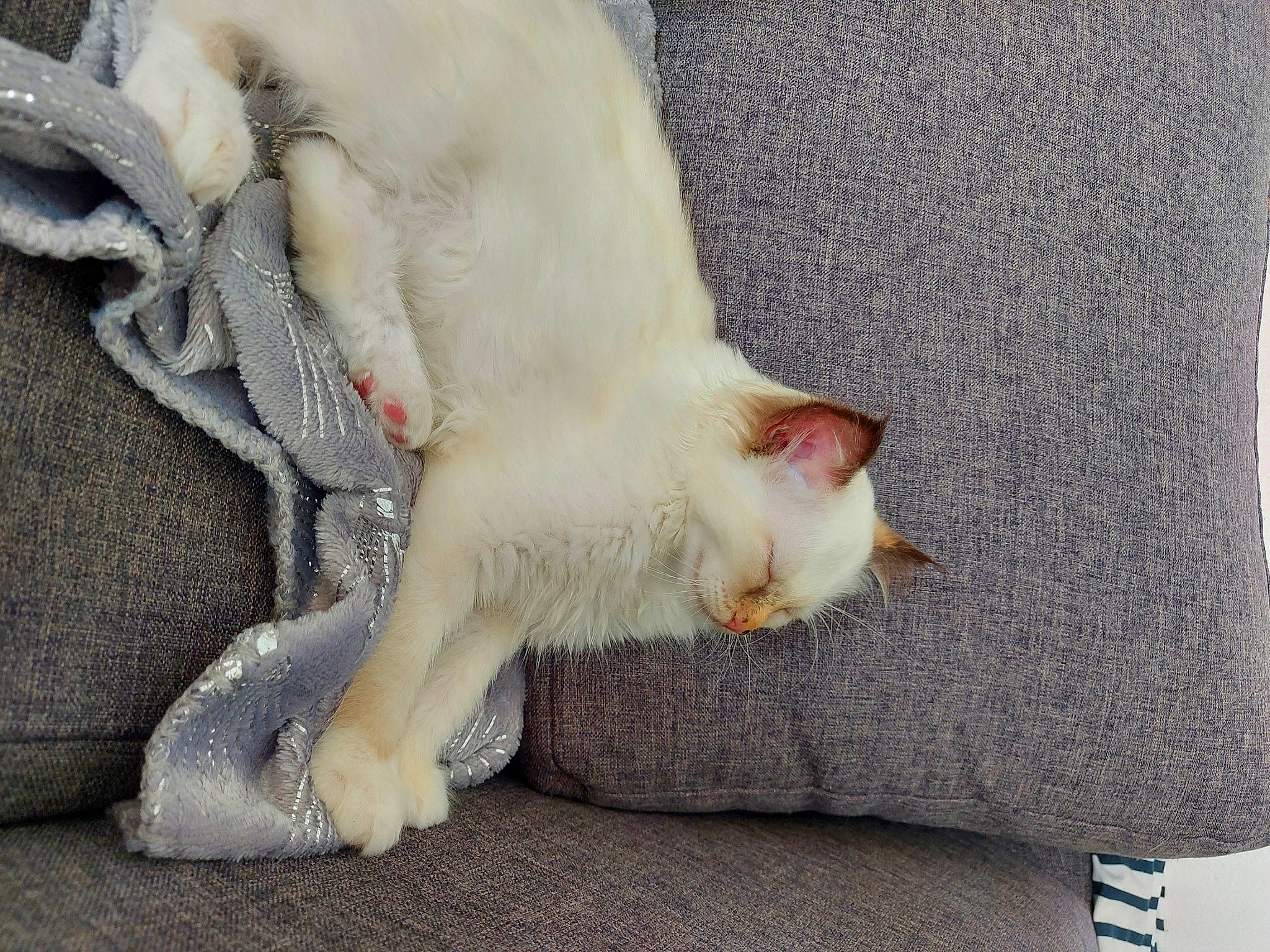 Saki participe au concours pour gagner de l'argent avec cette photo : carnivore, cat, claw, comfort, domestic_short_haired_cat, eye, fang, fawn, felidae, fur, linens, nap, paw, small_to_medium_sized_cats, snout, tail, whiskers