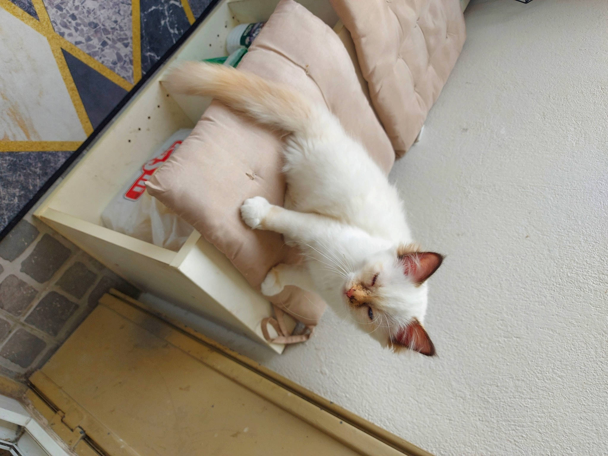 Saki a rejoint le concours — aidez-le/la à gagner de superbes lots ! carnivore, cat, comfort, couch, domestic_short_haired_cat, fawn, felidae, floor, flooring, fur, hardwood, human_leg, linens, pattern, paw, room, small_to_medium_sized_cats, tail, whiskers, wood