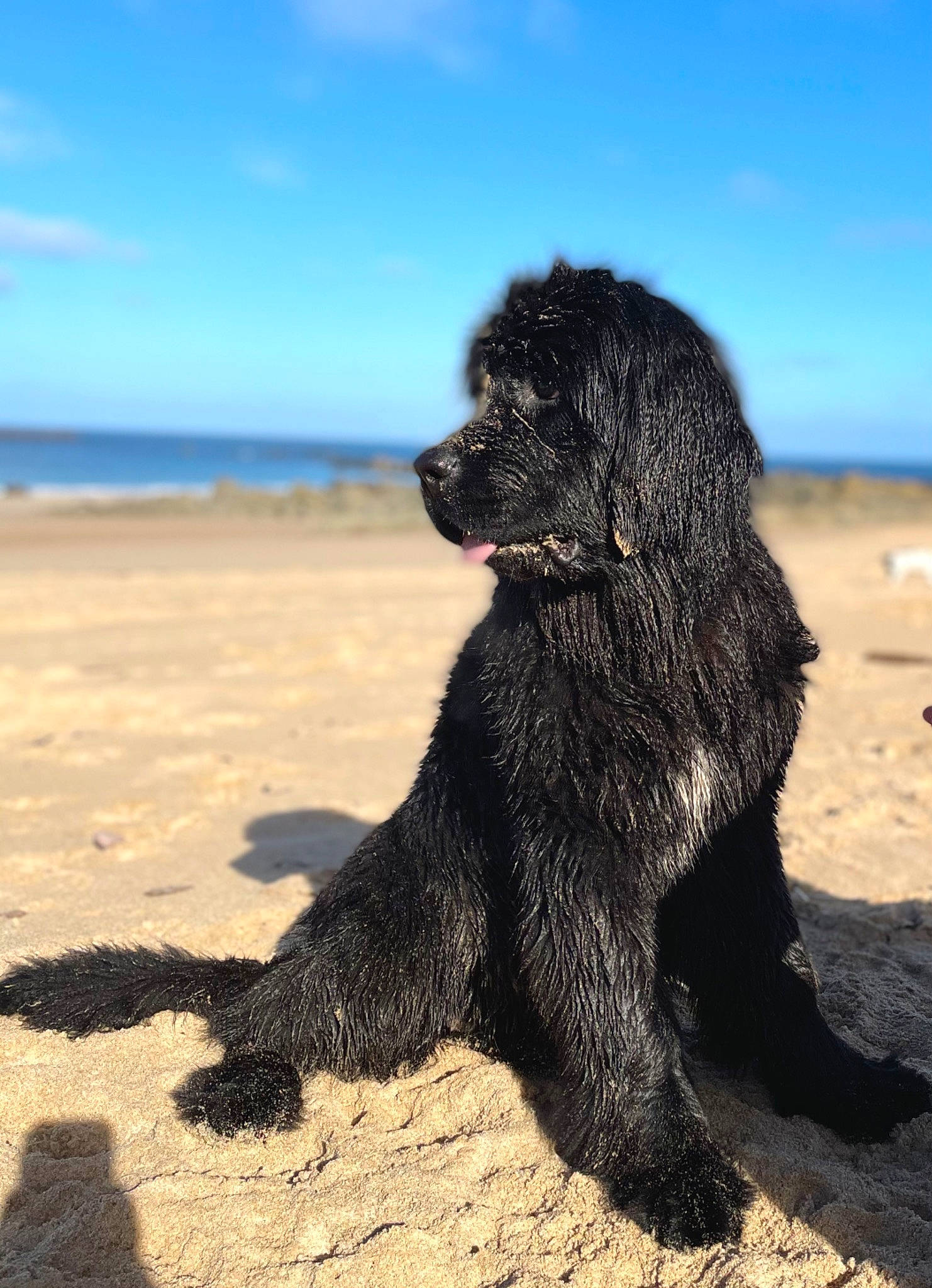Raphi participe au concours pour gagner de l'argent avec cette photo : beach, carnivore, cloud, companion_dog, dog, dog_breed, irish_water_spaniel, labradoodle, landscape, ocean, poodle, sand, sky, sporting_group, standard_poodle, terrier, water, water_dog, wind_wave, working_animal
