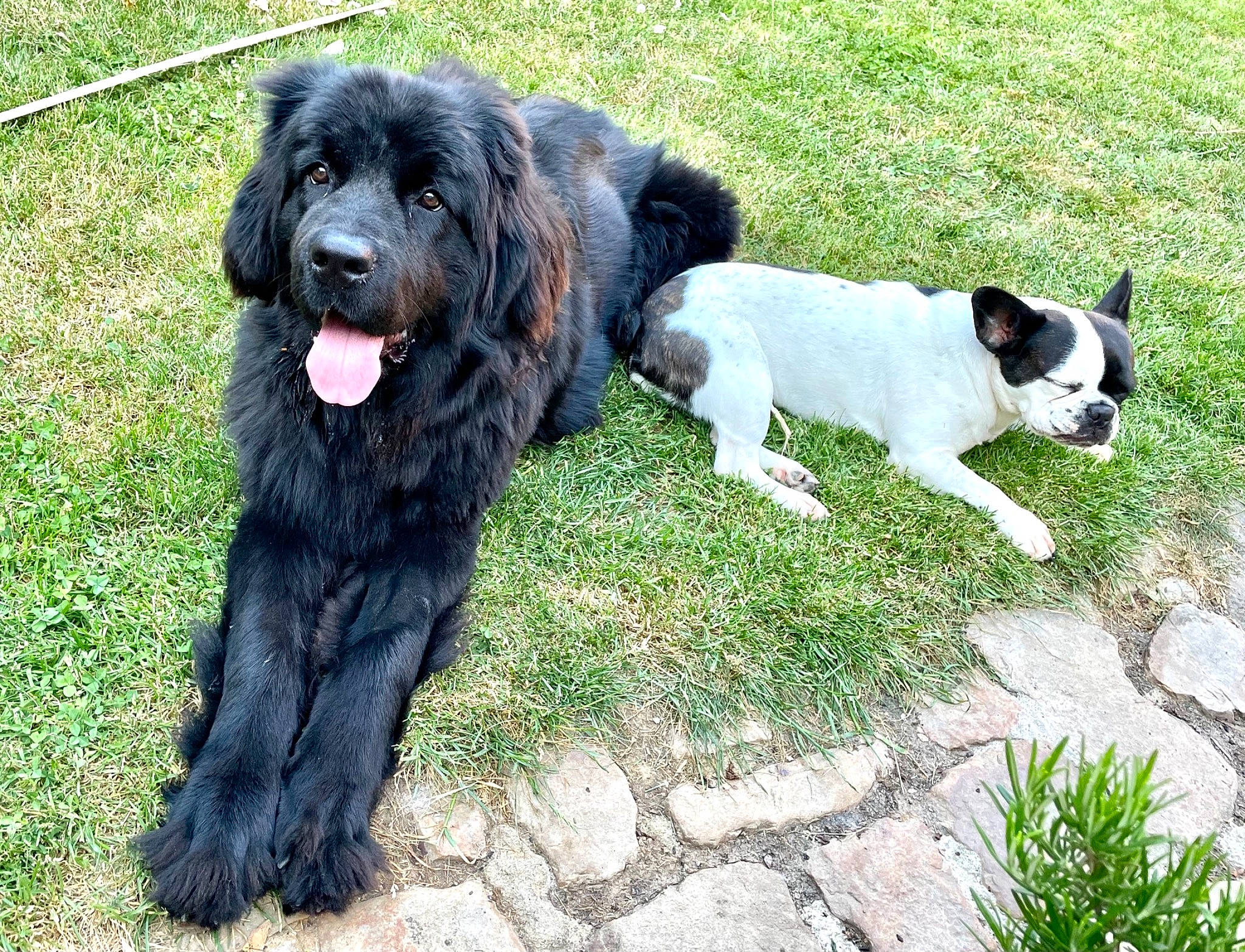 Raphi a rejoint le concours — aidez-le/la à gagner de superbes lots ! ancient_dog_breeds, canidae, carnivore, companion_dog, dog, dog_breed, fur, giant_dog_breed, grass, non_sporting_group, plant, snout, sporting_group, tail, working_animal, working_dog