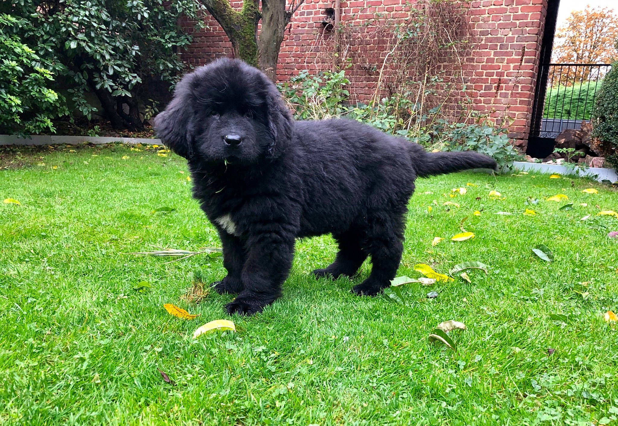 Raphi participe au concours pour gagner de l'argent avec cette photo : canidae, carnivore, companion_dog, dog, dog_breed, fur, grass, groundcover, liver, non_sporting_group, plant, shrub, sporting_group, tail, terrestrial_animal, terrier, tree, water_dog, working_animal, working_dog