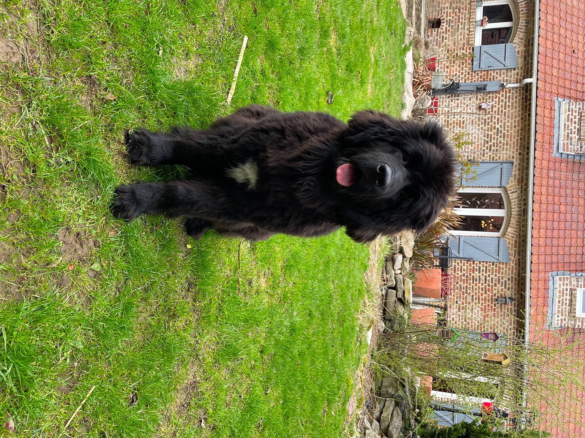 Raphi a rejoint le concours — aidez-le/la à gagner de superbes lots ! brick, brickwork, building, canidae, dog_breed, fur, grass, groundcover, plant, shrub, snout, sporting_group, tail, terrestrial_animal, terrier, tree, water_dog, wildlife, window, working_animal