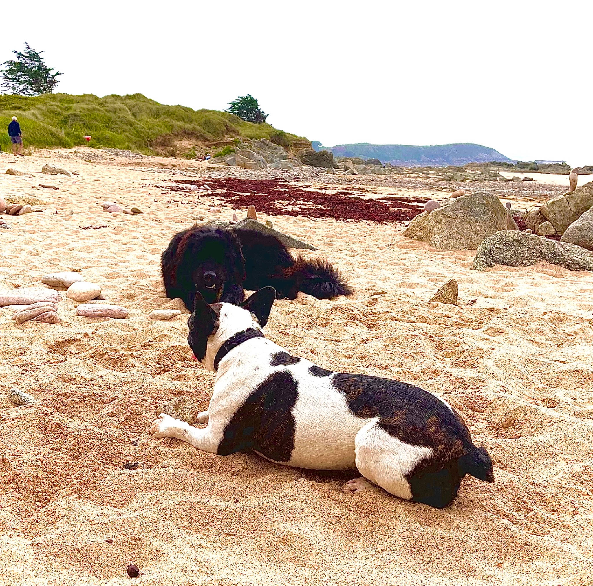 Nocche participe au concours pour gagner de l'argent avec cette photo : canidae, carnivore, coast, collar, companion_dog, dog, dog_breed, dog_collar, fawn, landscape, plant, rock, sand, sky, snout, soil, sporting_group, tree, walking, working_animal