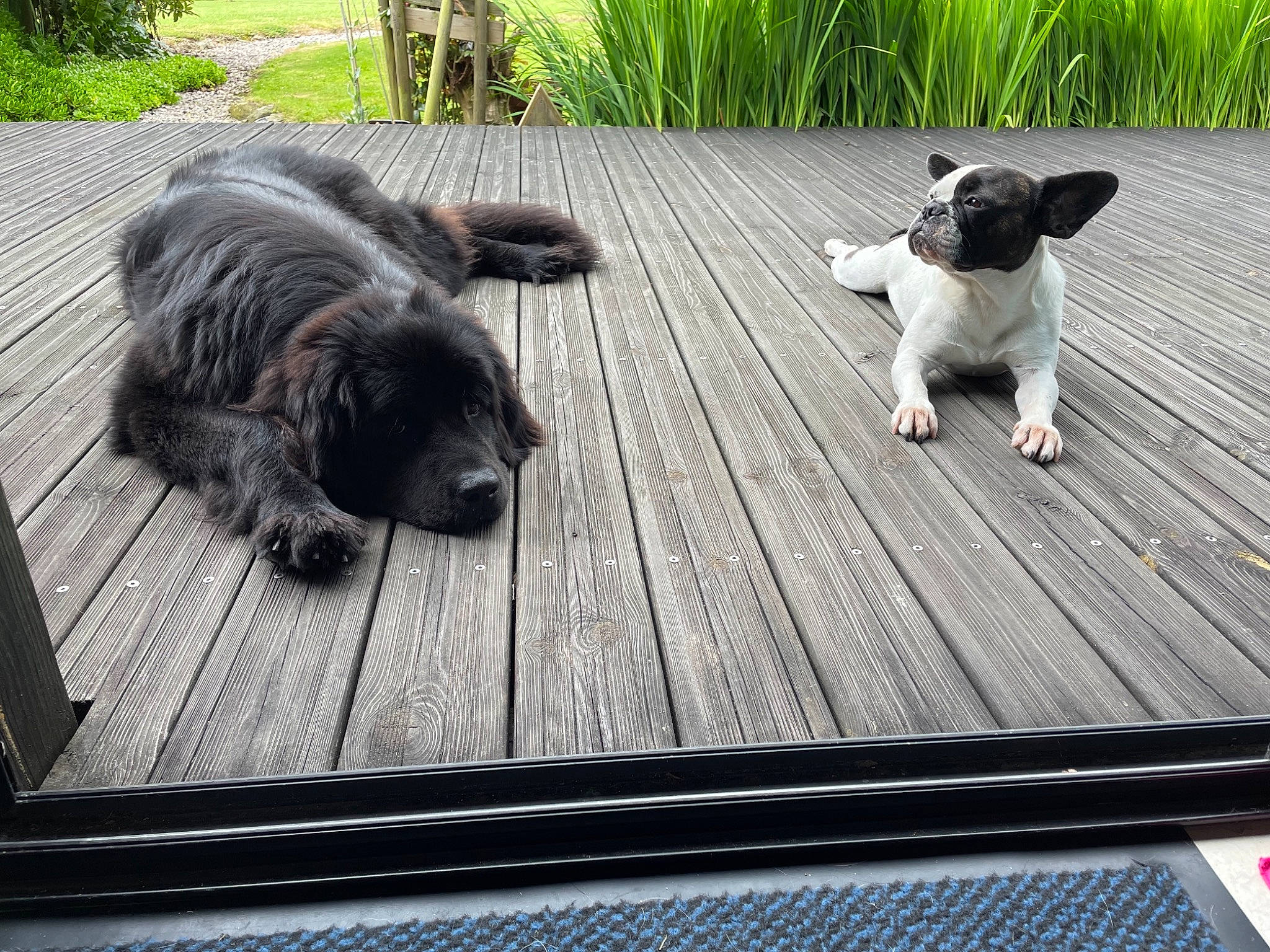 Nocche a rejoint le concours — aidez-le/la à gagner de superbes lots ! canidae, carnivore, companion_dog, deck, dog, dog_breed, flooring, grass, grey, hardwood, plank, plant, rectangle, sporting_group, tail, terrier, toy_dog, wood, wood_flooring, working_animal