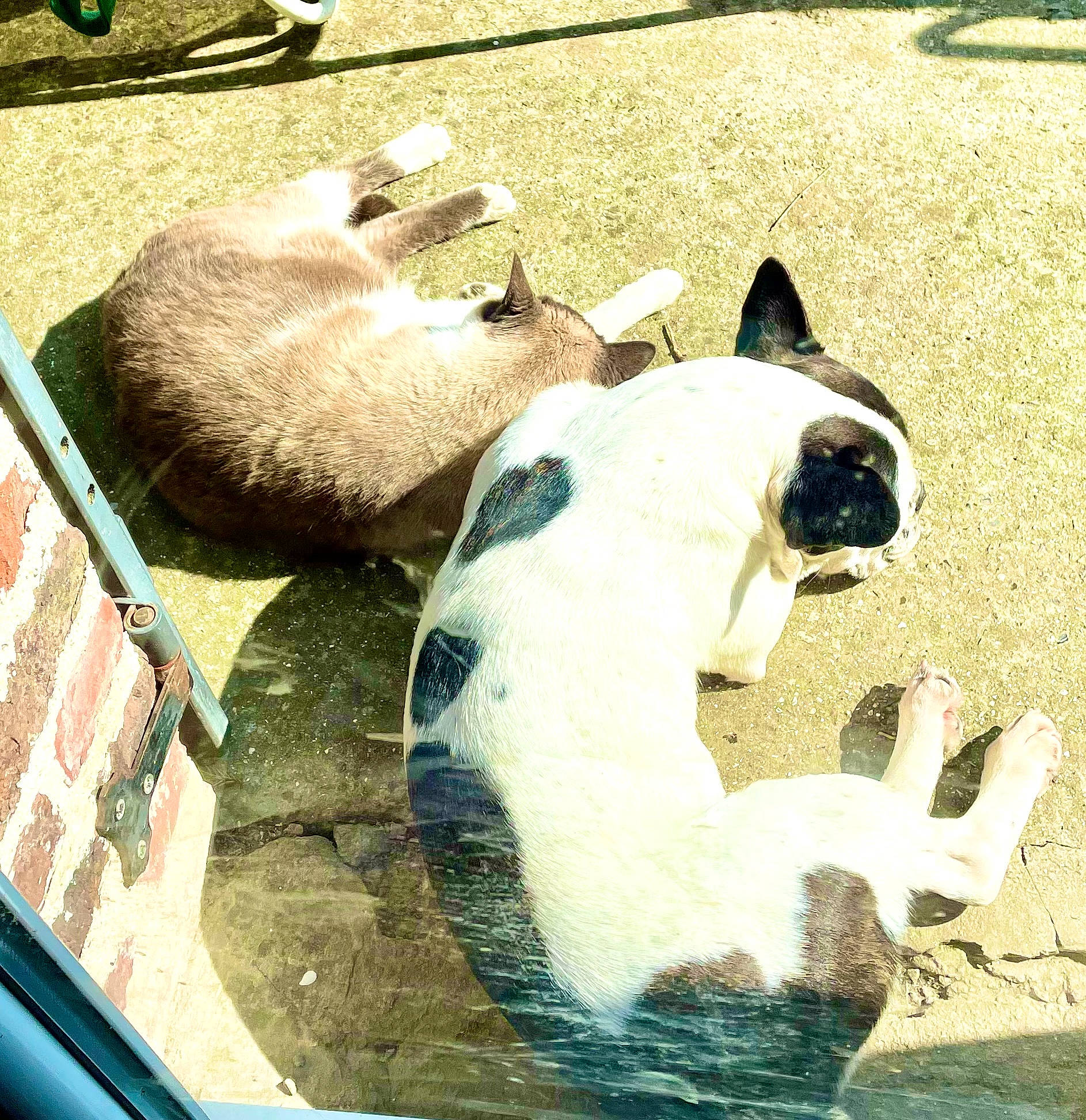 Nocche a rejoint le concours — aidez-le/la à gagner de superbes lots ! canidae, carnivore, companion_dog, dog, dog_breed, fawn, felidae, fur, grass, green, mammal, pet_supply, recreation, snout, soil, sporting_group, tail, terrestrial_animal, wildlife, working_animal