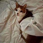 Cinnamon joined the competition — help win amazing prizes! cat, orange_cat, white_cat, pet, bed, blanket, cozy, fur, whiskers, sleepy, indoor, resting, cute, animal, domestic, curious, fur_pattern, relaxed, comfort, soft